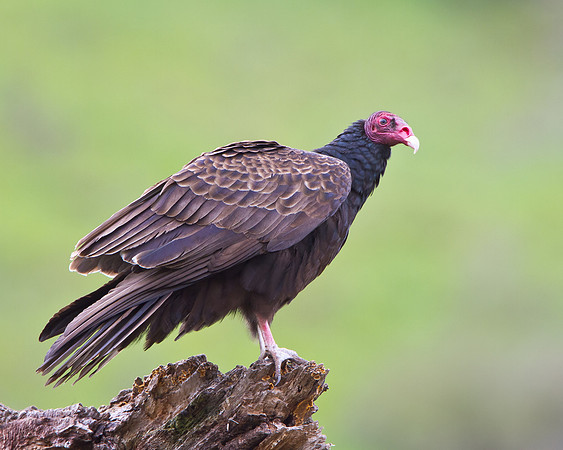 Turkey Vulture