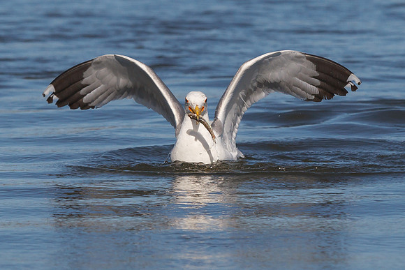 California Gull with fish