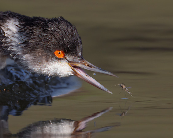Eared Grebe, with insect