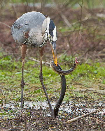 Great Blue Heron in battle with snake