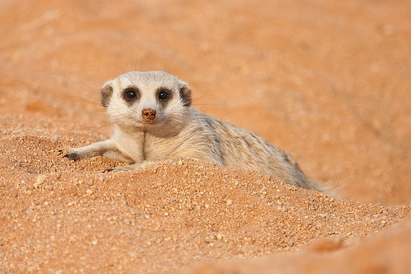 Meercat (Suricate)
