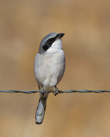 Loggerhead Shrike