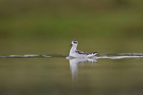 Red-necked Phalarope