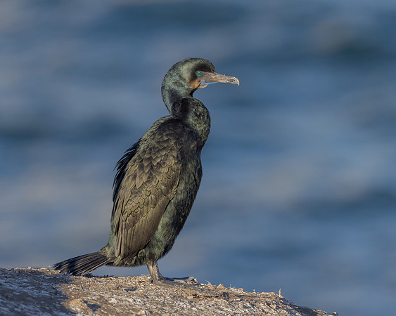 Brandt's Cormorant