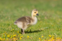 Canada Goose