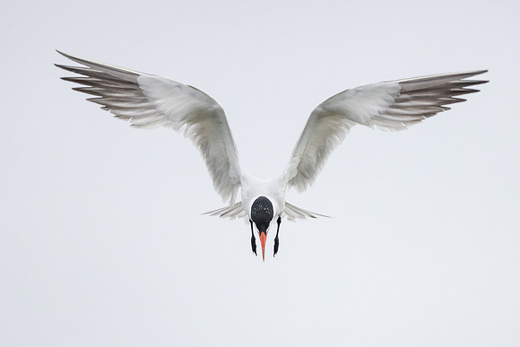 Caspian Tern