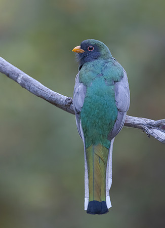 Elegant Trogon