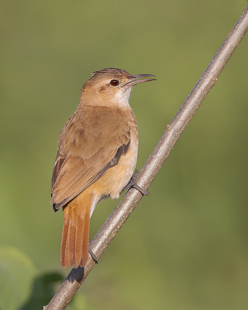Rufous Hornero