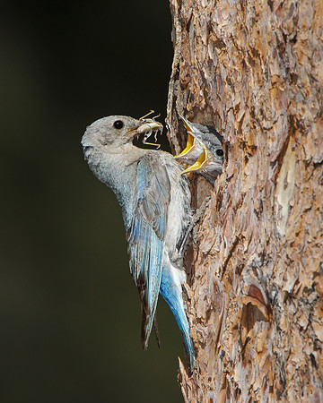 Mountain Bluebird, chicks being fed grasshopper by adult female