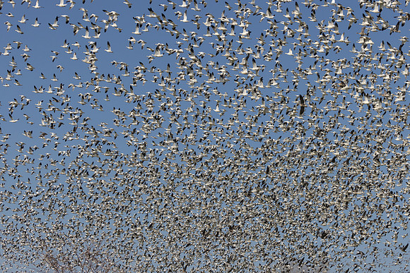 Ross's and Snow Geese