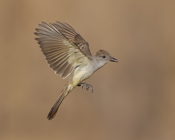 Ash-throated Flycatcher