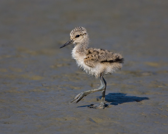 American Avocet, chick