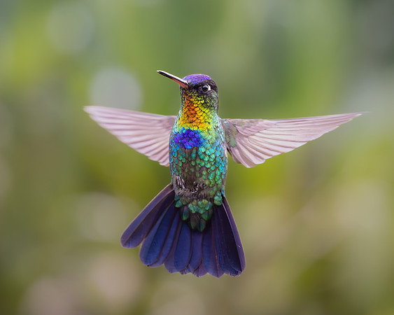 Fiery-throated Hummingbird