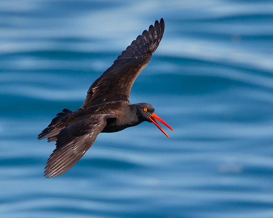 Black Oystercatcher