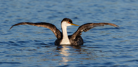 Western Grebe with wings outstretched