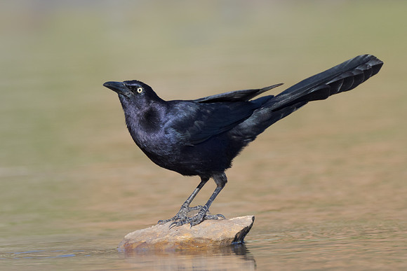 Great-tailed Grackle