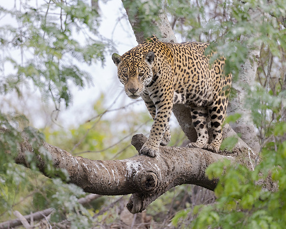 Jaguar