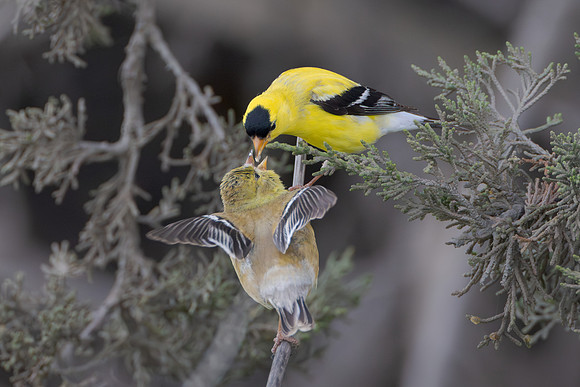 American Goldfinch, courtship feeding