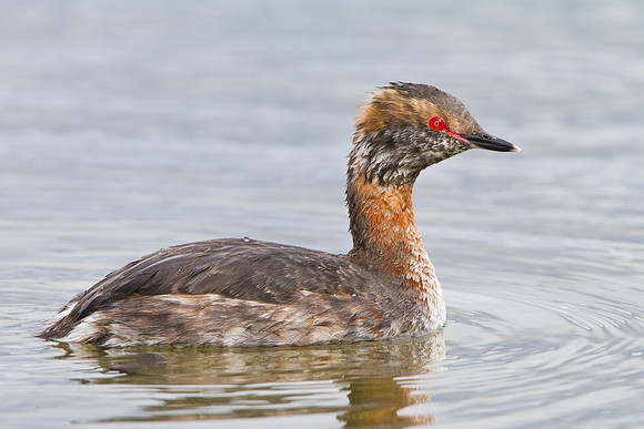 Horned Grebe, transitional plumage