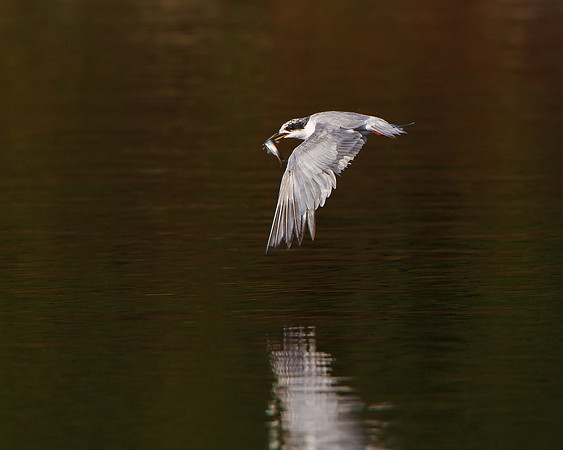 Forster's Tern, with fish