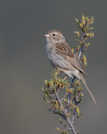 Brewer's Sparrow