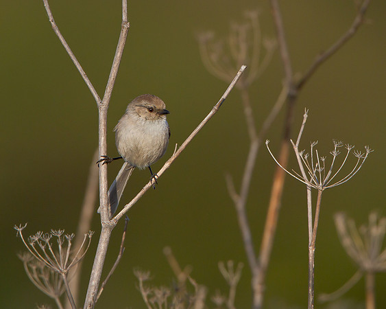 Bushtit