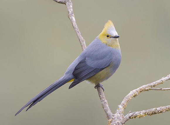 Long-tailed Silky-flycatcher
