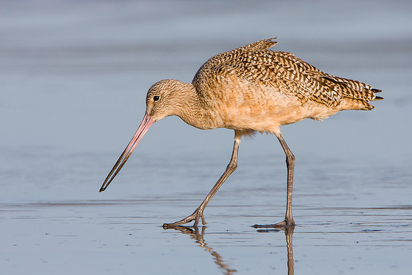 Marbled Godwit