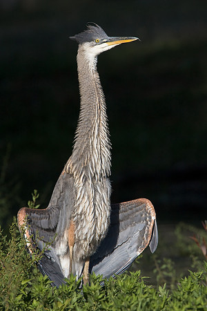 Great Blue Heron