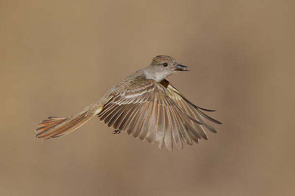Ash-throated Flycatcher
