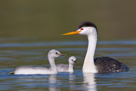 Clark's Grebe, with chicks