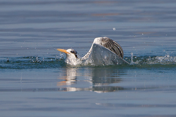 Elegant Tern, emerging from water