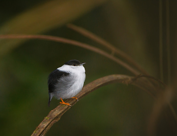 White-bearded Manakin