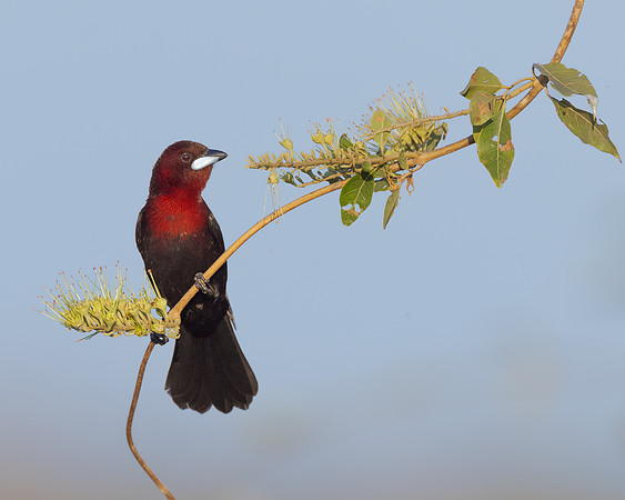 Silver-beaked Tanager