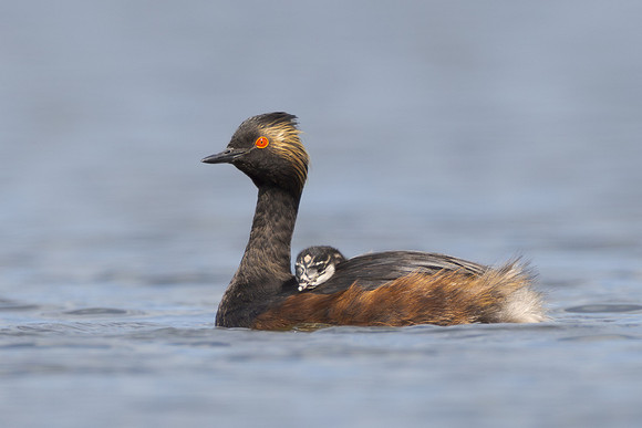 Eared Grebe, with chick