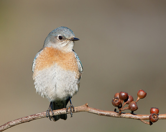 Western Bluebird, female