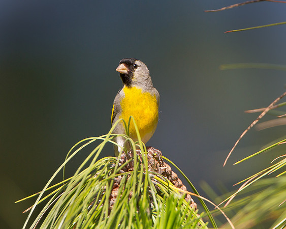 Lawrence's Goldfinch