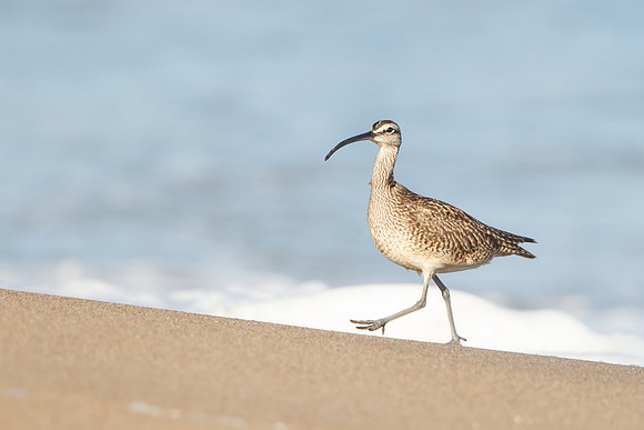 Whimbrel