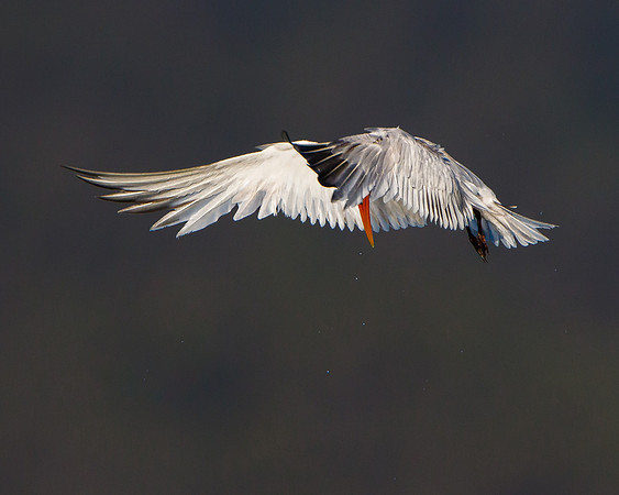 Elegant Tern