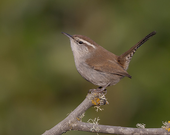 Bewick's Wren