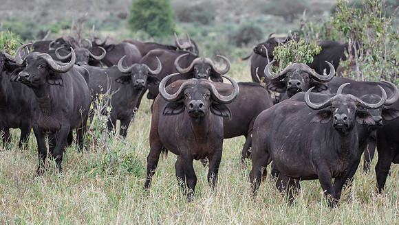 Cape Buffalo