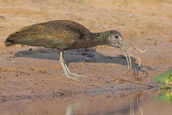 Green Ibis, with frog