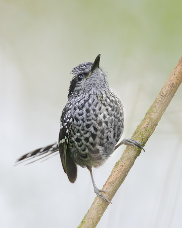 Scaled Antbird