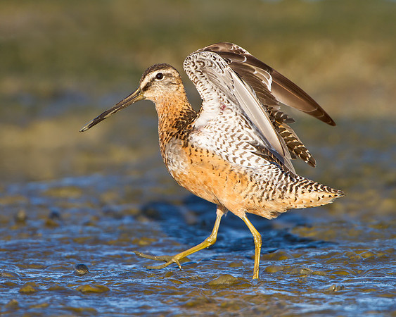 Dowitcher