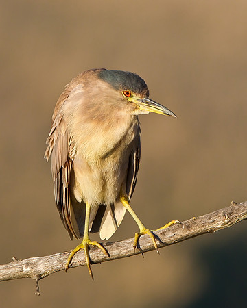 Black-crowned Night Heron