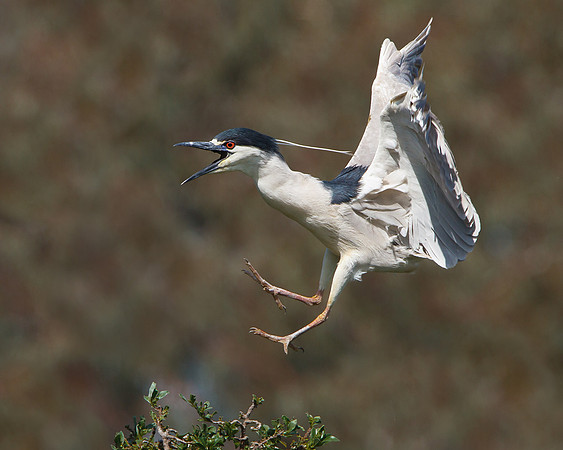 Black-crowned Night Heron