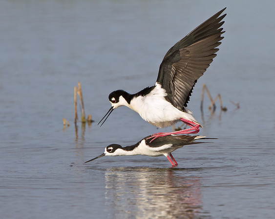 Black-necked Stilts, mating
