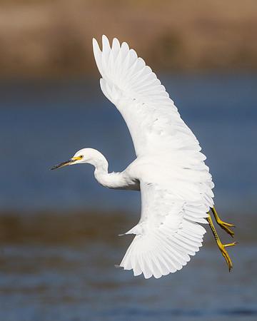 Snowy Egret