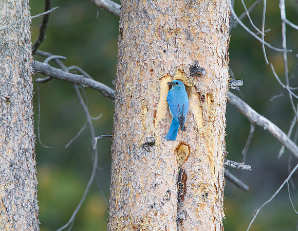 Mountain Bluebird, male