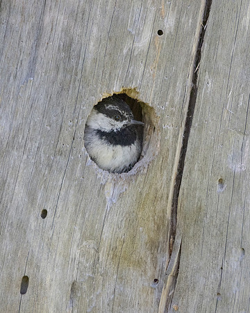 Mountain Chickadee
